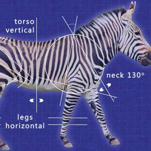 Zebra Triangle The Zebra’s Stripes – Roy Feinson